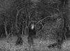 Thicket